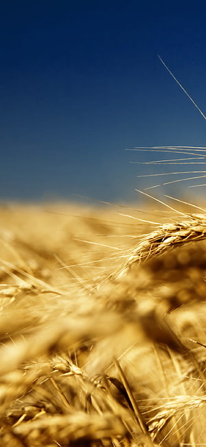 Golden Wheat Field Under a Clear Blue Sky at Sunset HD phone wallpaper