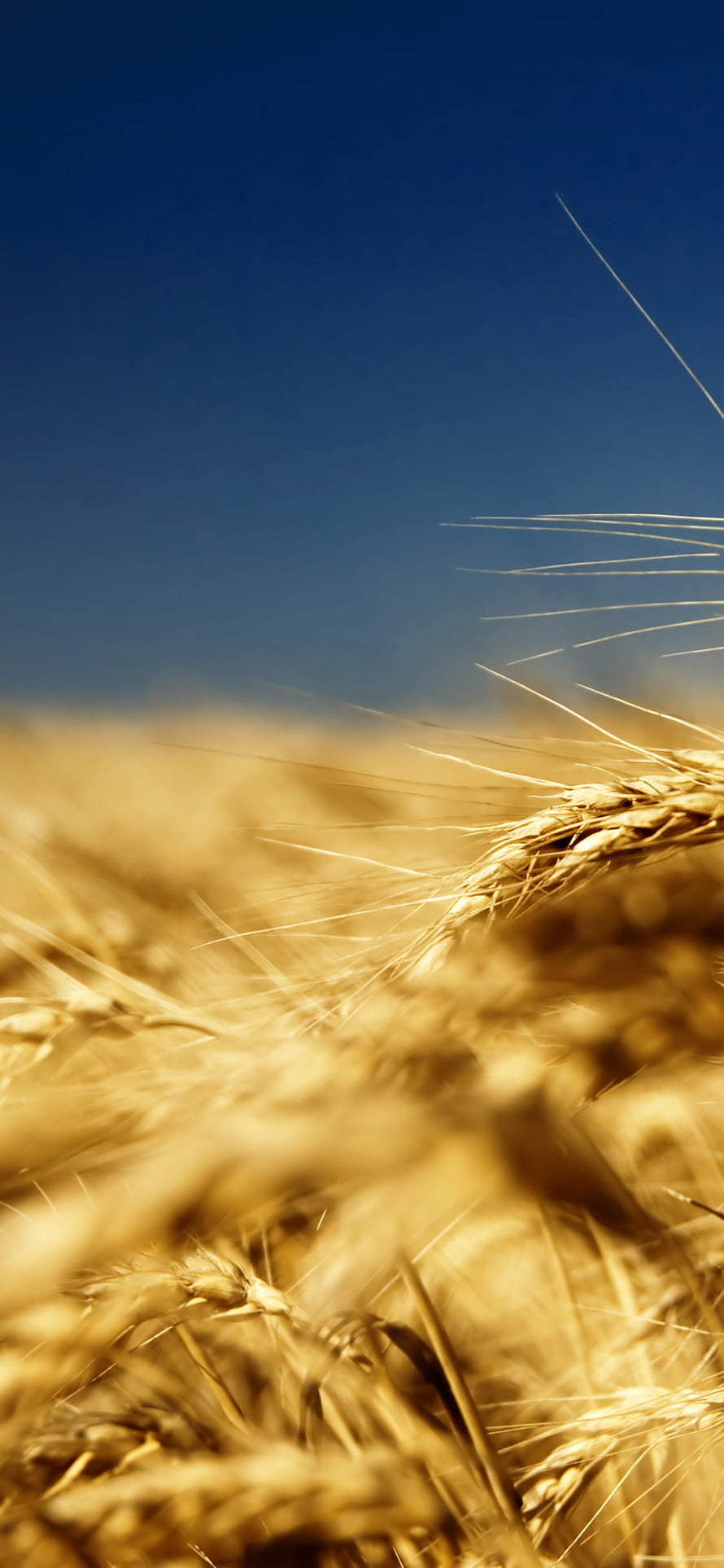 Golden Wheat Field Under a Clear Blue Sky at Sunset HD phone wallpaper
