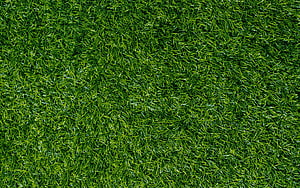 Vibrant Green Grass Texture Close-Up for Natural Backgrounds HD wallpaper