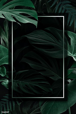 Dark Green Monstera Leaves with Minimalist White Rectangle Frame HD phone wallpaper