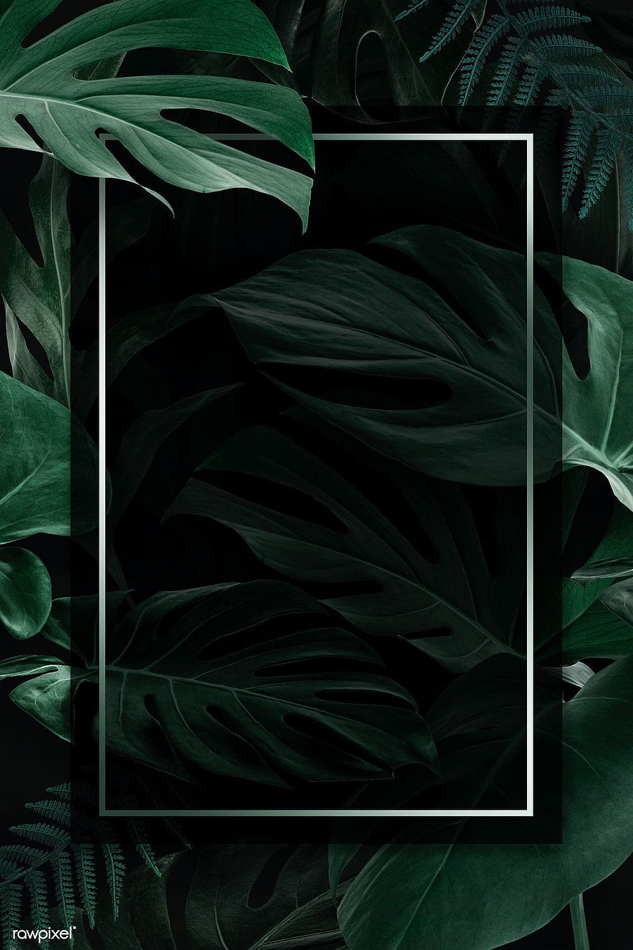 Dark Green Monstera Leaves with Minimalist White Rectangle Frame HD phone wallpaper