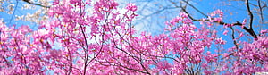 Vibrant Pink Redbud Blossoms Blooming Against a Clear Blue Sky in Spring HD wallpaper