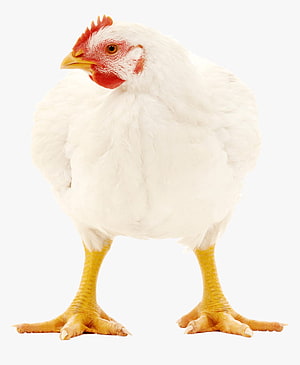 Fluffy White Chicken Standing on White Background HD phone wallpaper