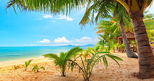 Tropical Beach Paradise With Palm Trees And Turquoise Ocean HD wallpaper