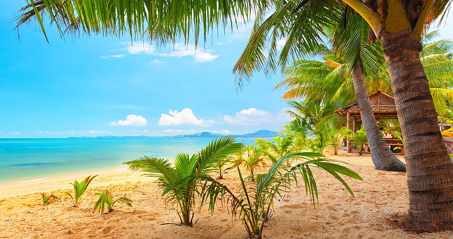 Tropical Beach Paradise With Palm Trees And Turquoise Ocean HD wallpaper
