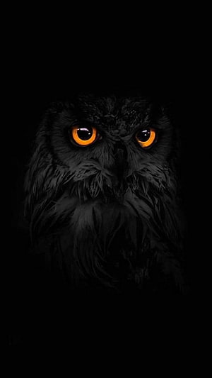 Majestic Black Owl with Glowing Amber Eyes in Deep Darkness HD phone wallpaper