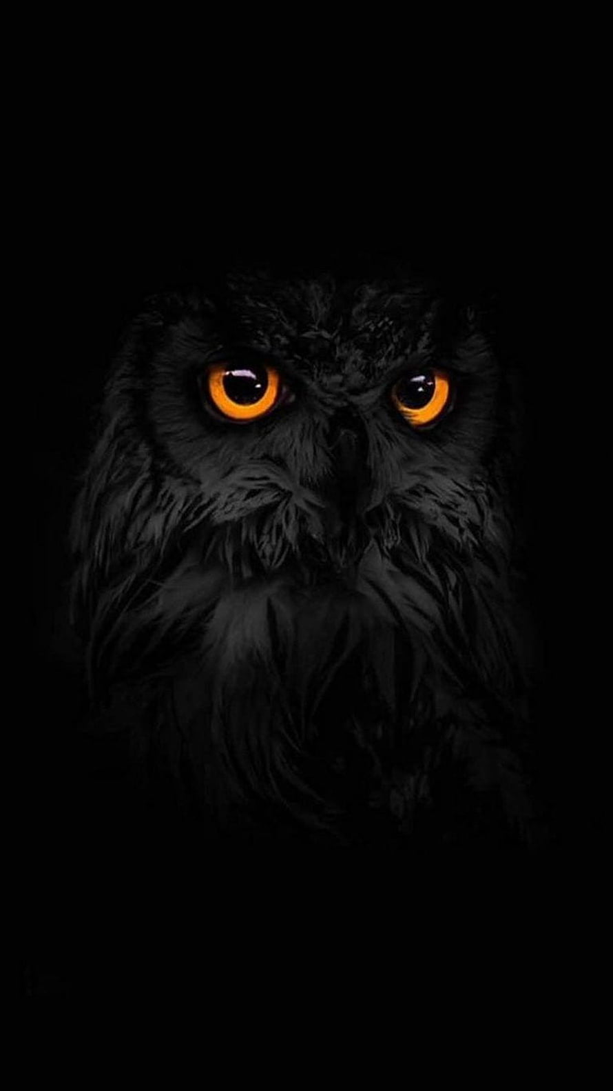 Majestic Black Owl with Glowing Amber Eyes in Deep Darkness HD phone wallpaper