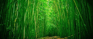 Lush Green Bamboo Forest Path with Tall Stalks and Natural Light HD wallpaper