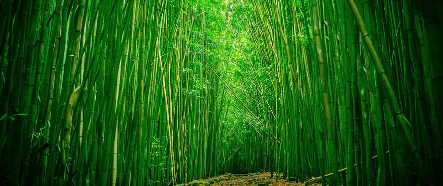 Lush Green Bamboo Forest Path with Tall Stalks and Natural Light HD wallpaper
