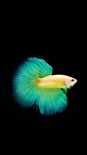 Vibrant Blue Betta Fish with Flowing Fins on Black Background HD phone wallpaper