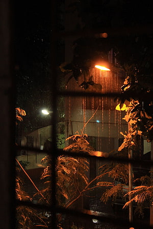 Moody Rainy Night View Through Window with Warm Streetlight and Lush Foliage HD phone wallpaper