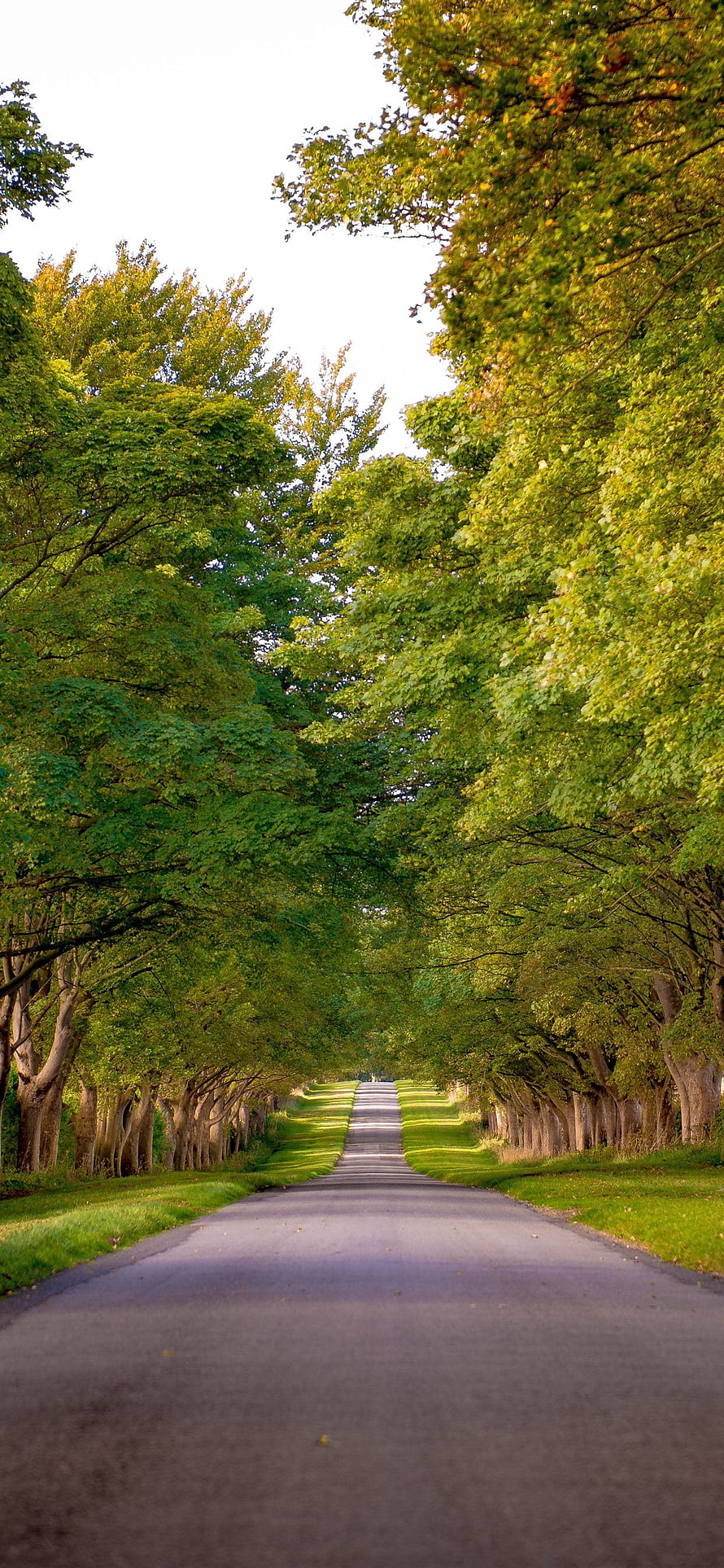 Serene Tree-Lined Country Road in Ireland During Summer HD phone wallpaper