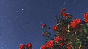 Vintage Red Roses Climbing Brick Wall Against Deep Blue Sky HD wallpaper