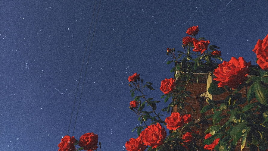 Vintage Red Roses Climbing Brick Wall Against Deep Blue Sky HD wallpaper