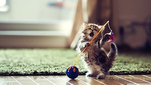 Fluffy Kitten Playing With A Wand Toy On A Wooden Floor HD wallpaper