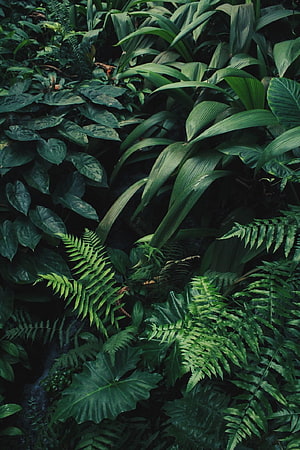 Lush Tropical Jungle Foliage with Ferns and Broad Leaves in Deep Green Tones HD phone wallpaper