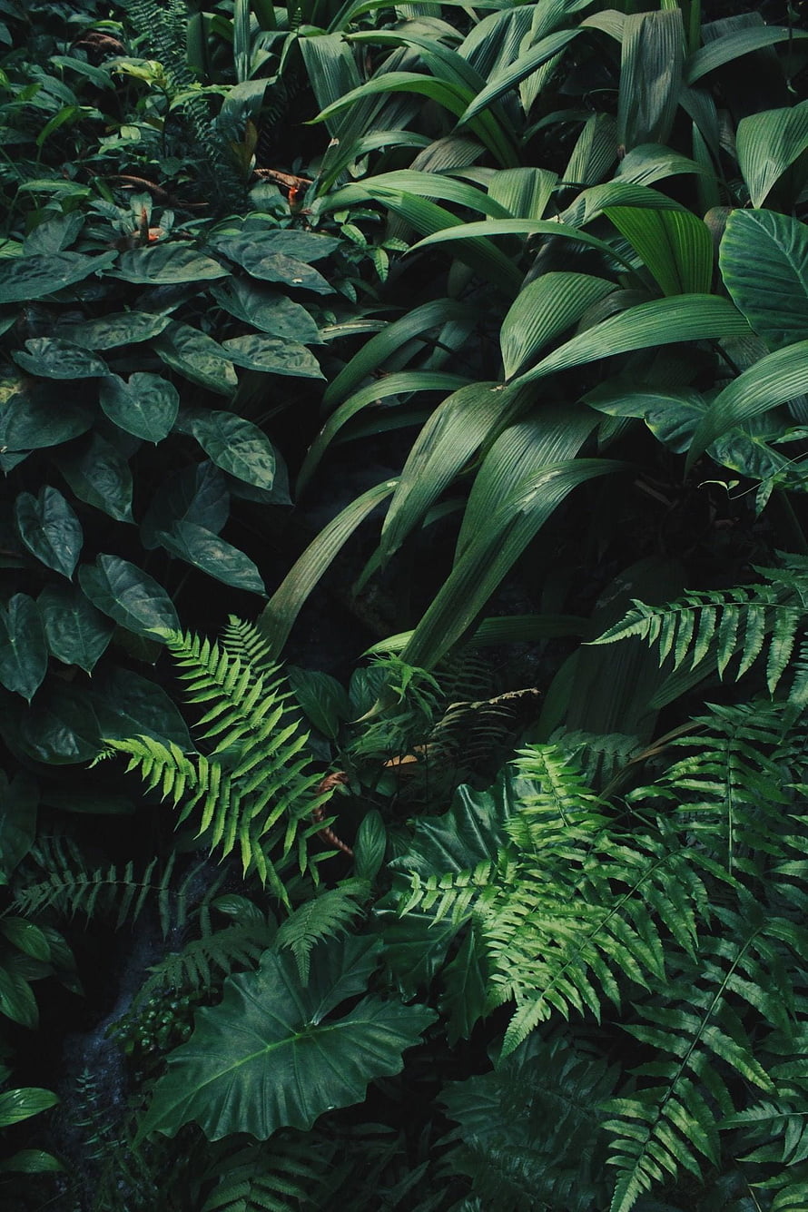 Lush Tropical Jungle Foliage with Ferns and Broad Leaves in Deep Green Tones HD phone wallpaper