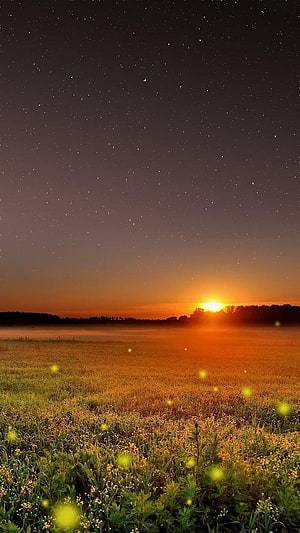 Starry Night Sky Over Misty Meadow at Golden Sunrise HD phone wallpaper