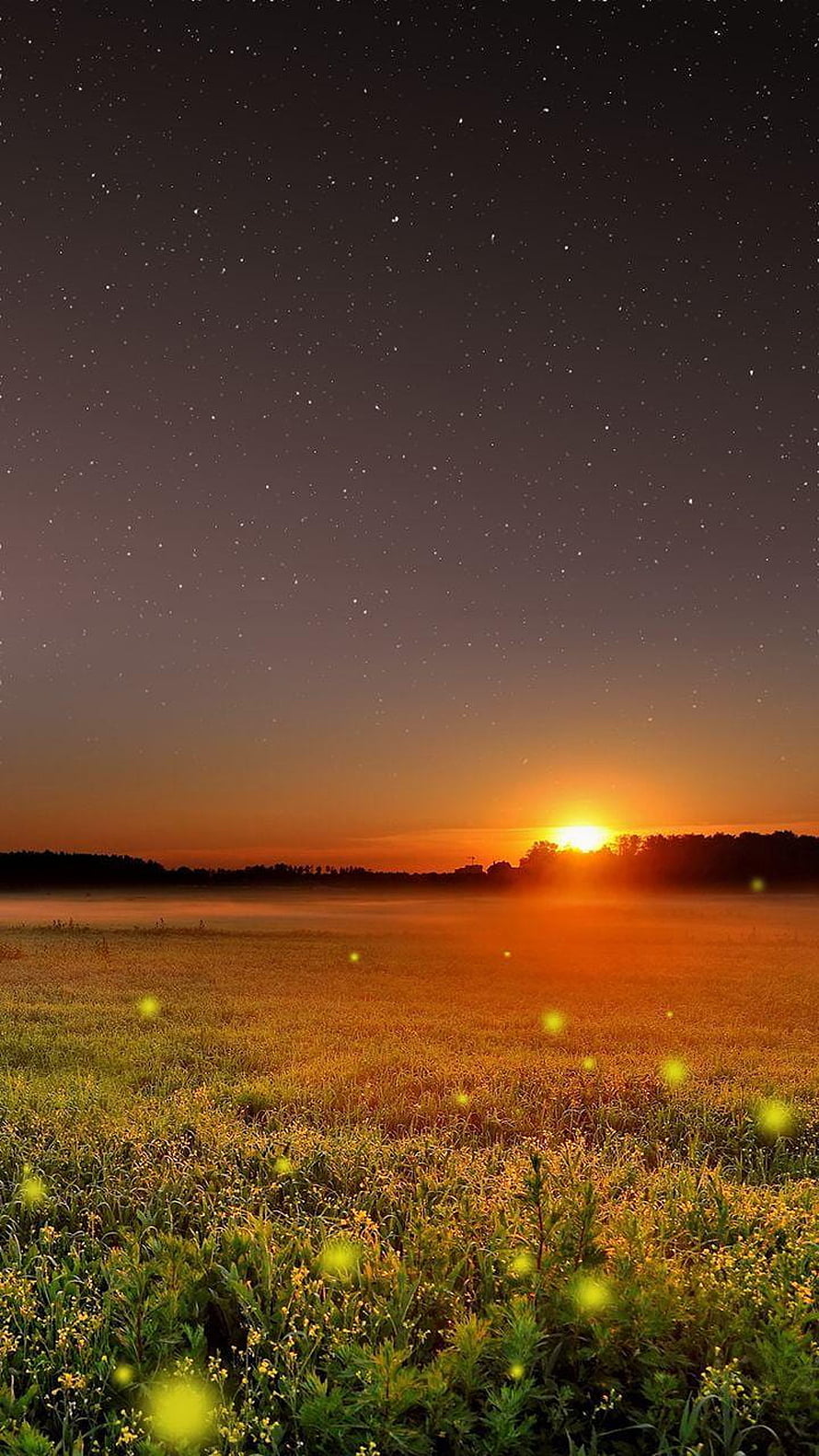 Starry Night Sky Over Misty Meadow at Golden Sunrise HD phone wallpaper