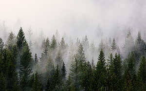 Misty Evergreen Forest in Forks Washington Under Overcast Twilight Sky HD wallpaper