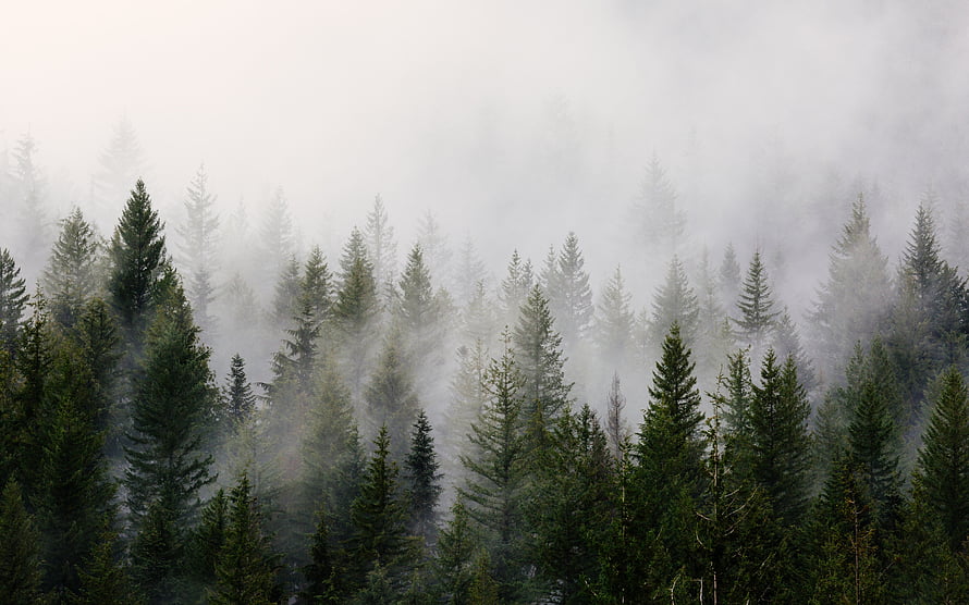 Misty Evergreen Forest in Forks Washington Under Overcast Twilight Sky HD wallpaper