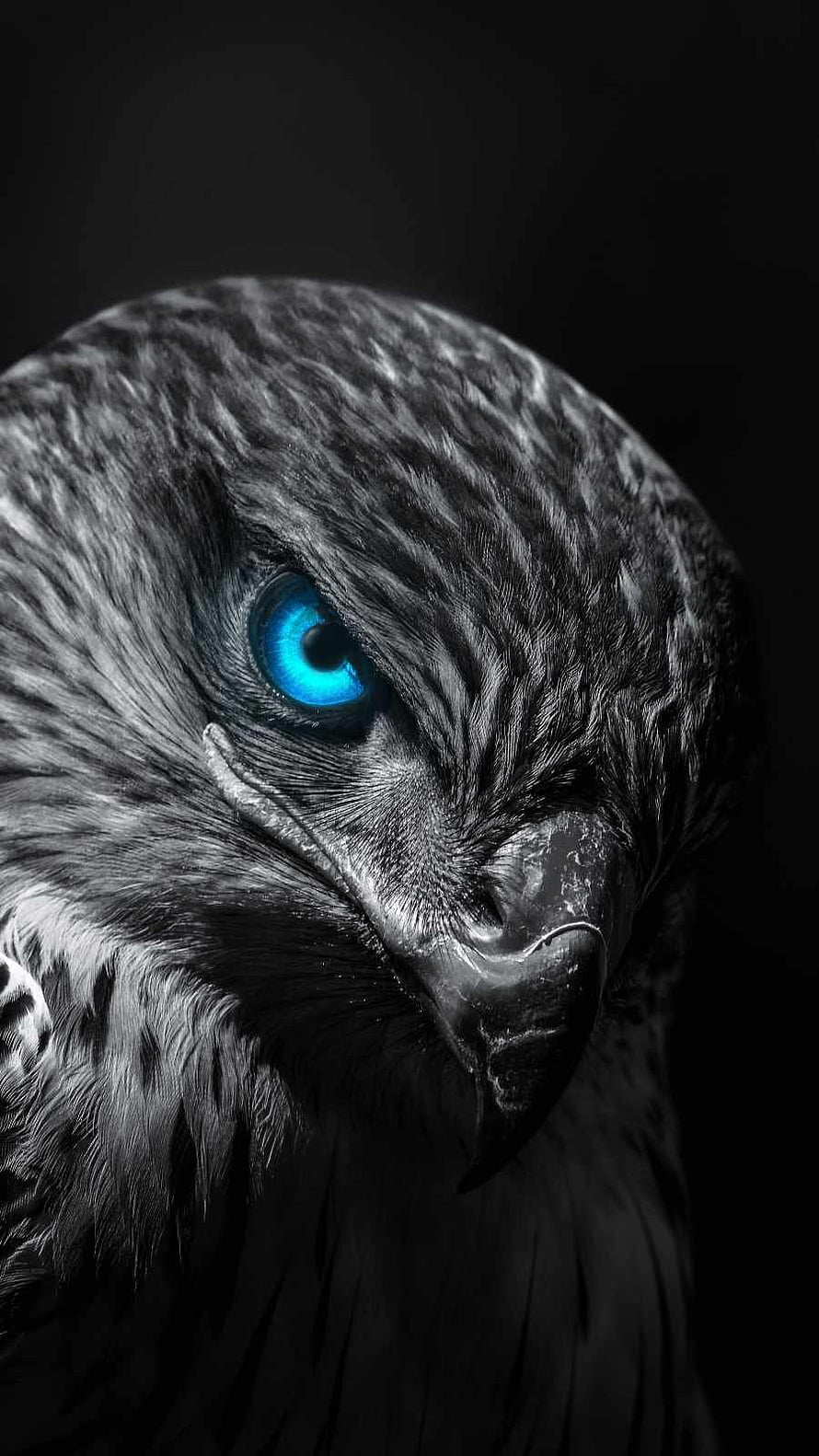 Close-up portrait of a majestic eagle with glowing blue eyes and dark feathers HD phone wallpaper