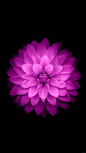 Vibrant Purple Lotus Bloom Isolated on a Deep Black Background HD phone wallpaper