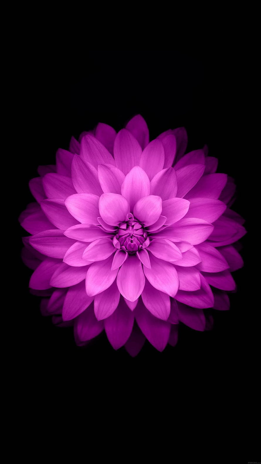 Vibrant Purple Lotus Bloom Isolated on a Deep Black Background HD phone wallpaper