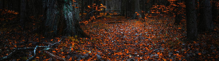 Dark Forest Path Covered in Vibrant Orange Autumn Leaves HD wallpaper