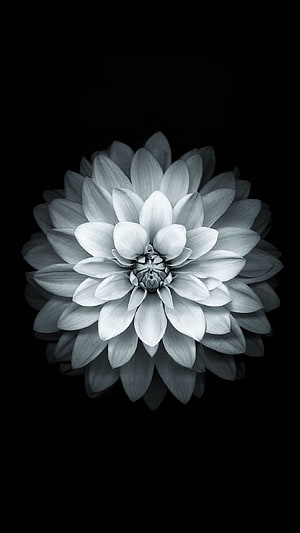 Monochrome Dahlia Flower on Black Background HD phone wallpaper