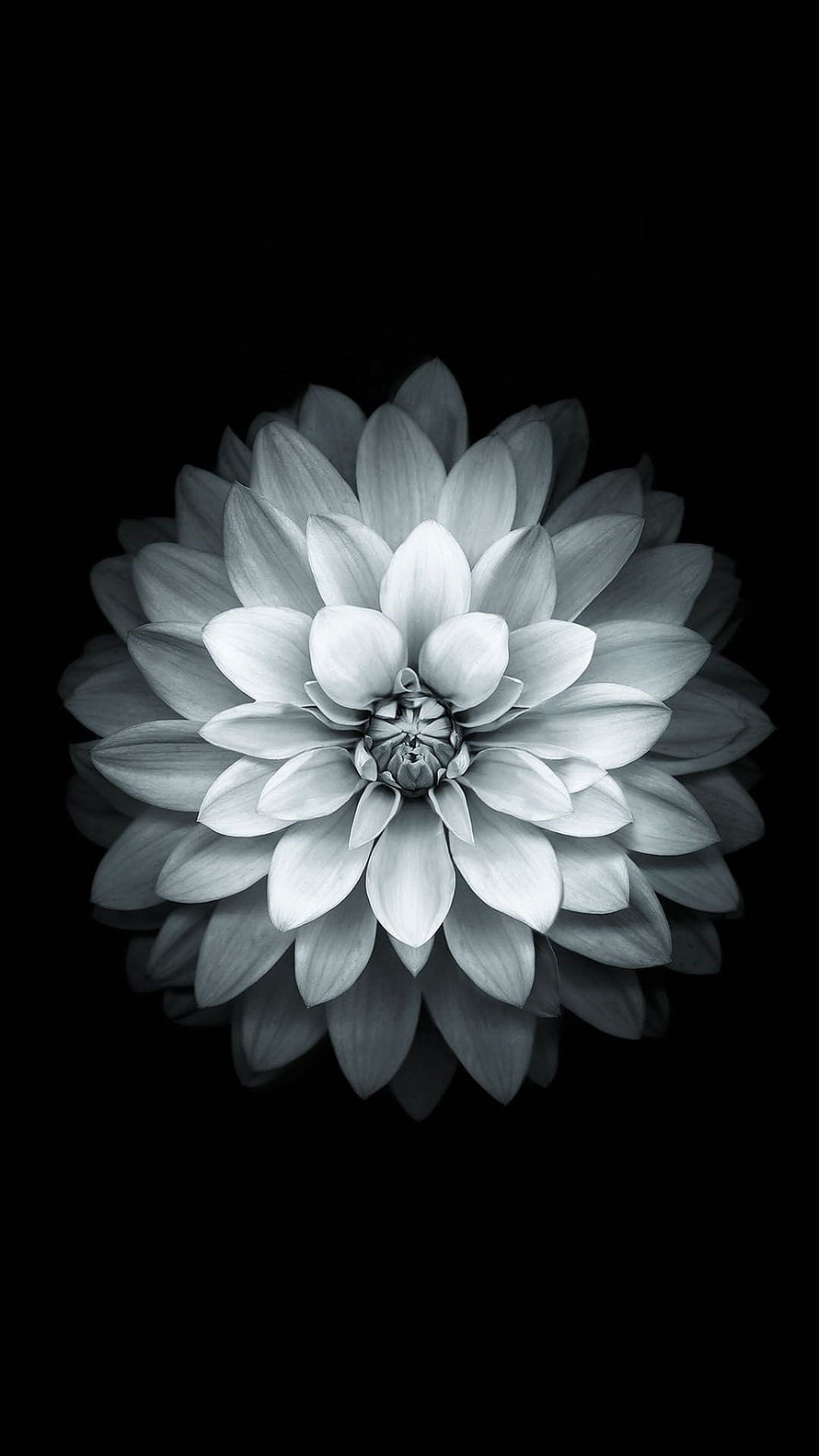 Monochrome Dahlia Flower on Black Background HD phone wallpaper