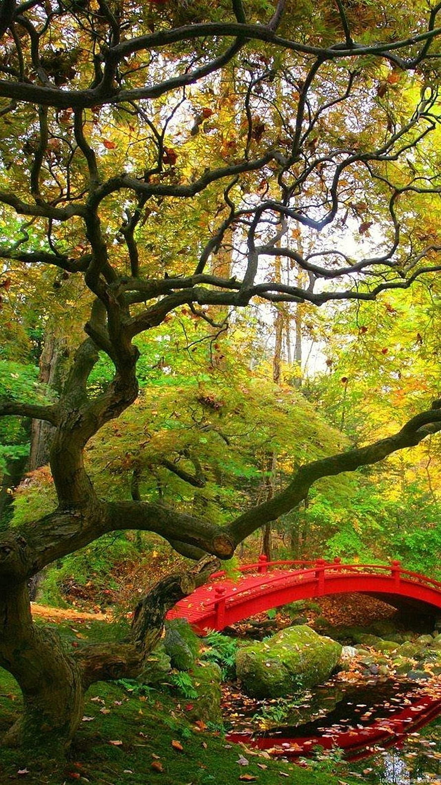 Vibrant Red Arched Bridge in Lush Autumn Forest with Mossy Rocks and Twisted Branches HD phone wallpaper