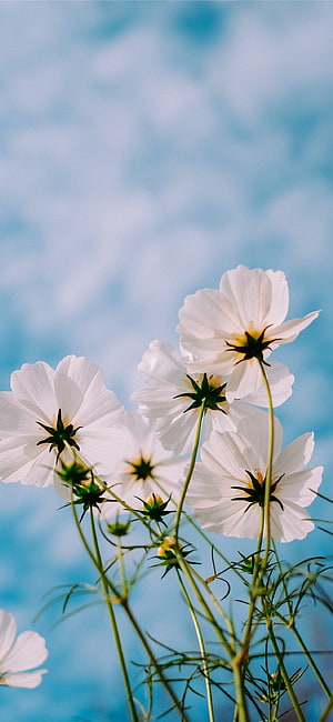 White Cosmos Flowers Against a Soft Blue Sky Background HD phone wallpaper