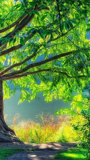 Serene Lake View Framed by Lush Green Tree Branches and Sunlit Grass HD phone wallpaper