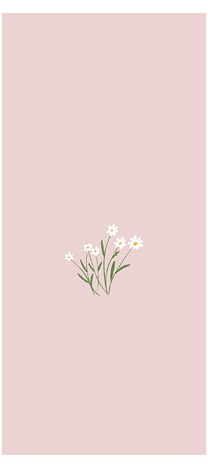 Minimalist Daisies on Soft Pink Background, Vintage Aesthetic Floral Illustration HD phone wallpaper