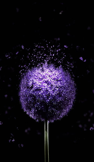 Purple Allium Flower Dissolving Into Particles Against Black Background HD phone wallpaper