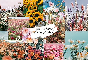 Spring Flower Collage with Grow Where You're Planted Quote HD wallpaper