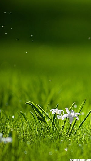 Delicate White Wildflowers Blooming in Lush Green Grass with Dew Drops HD phone wallpaper