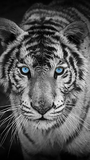 Close-up portrait of a white tiger with piercing blue eyes in black and white HD phone wallpaper