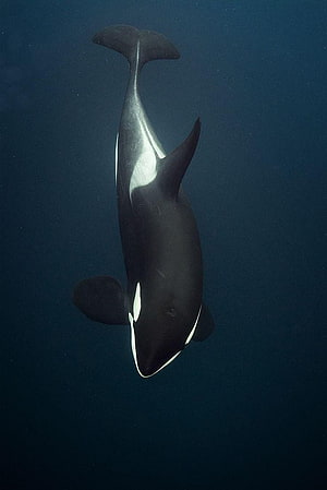 Orca Whale Swimming Deep in Dark Ocean Water HD phone wallpaper