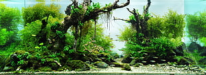 Lush Aquascape Aquarium with Driftwood, Moss, and Schooling Fish HD wallpaper