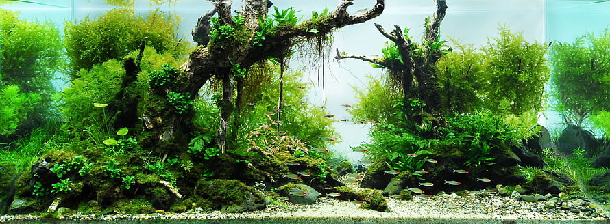 Lush Aquascape Aquarium with Driftwood, Moss, and Schooling Fish HD wallpaper
