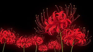 Vibrant Red Spider Lily Flowers on Dark Background HD wallpaper