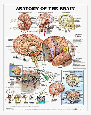 Detailed Human Brain Anatomy Chart with Labeled Lobes, Arteries, and Neural Structures, Human Brain Anatomy, #brain anatomy HD phone wallpaper