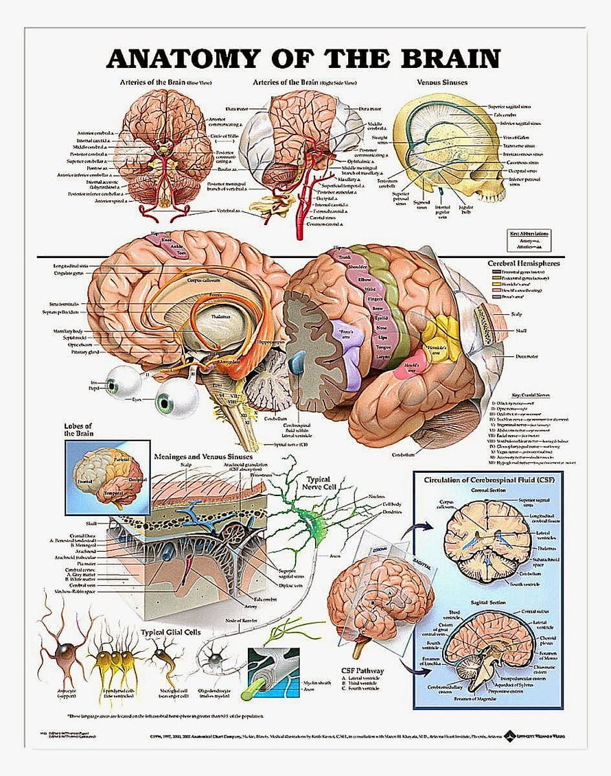 Detailed Human Brain Anatomy Chart with Labeled Lobes, Arteries, and Neural Structures, Human Brain Anatomy, #brain anatomy HD phone wallpaper