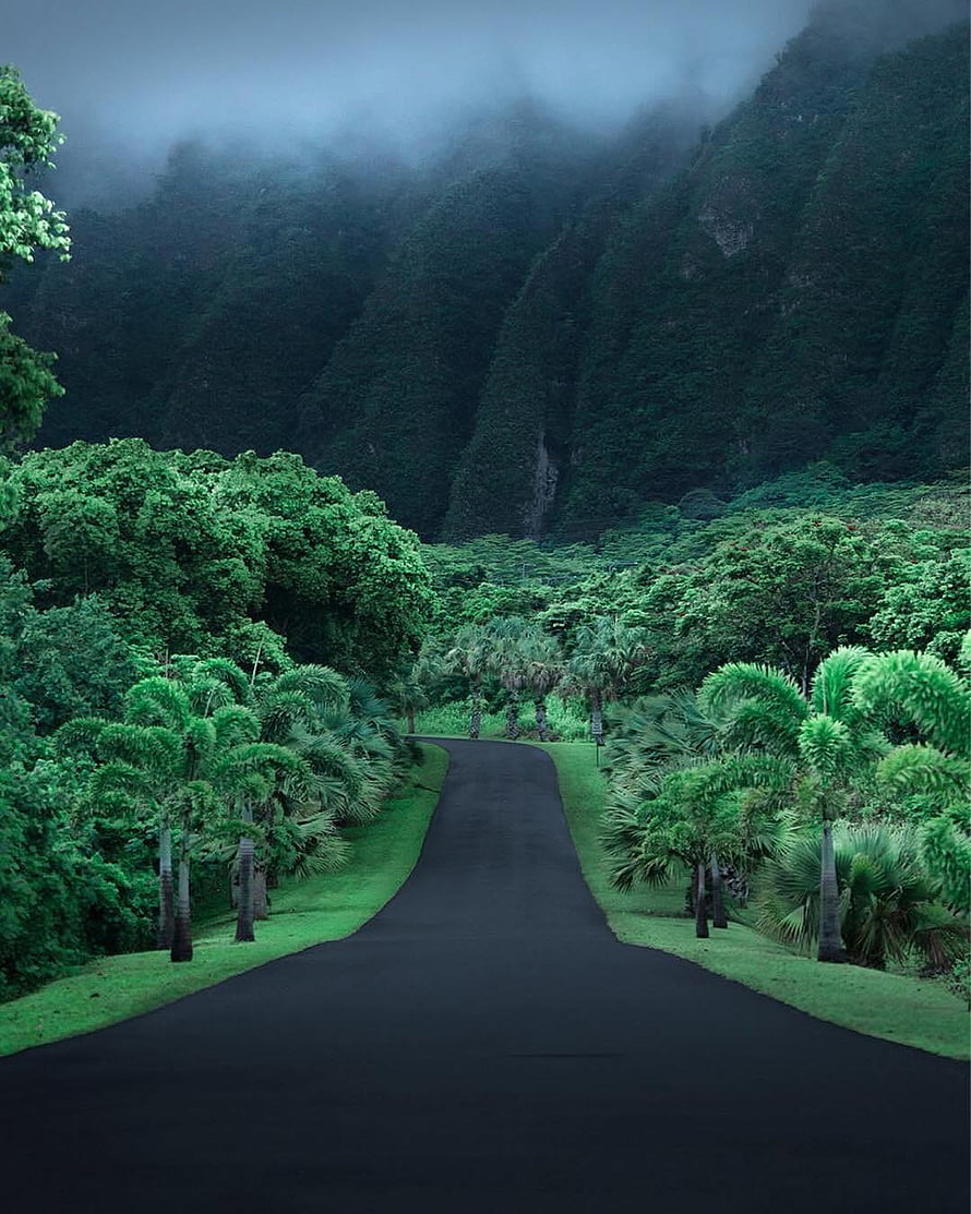 Misty tropical road winding through lush green palm trees and mountains HD phone wallpaper