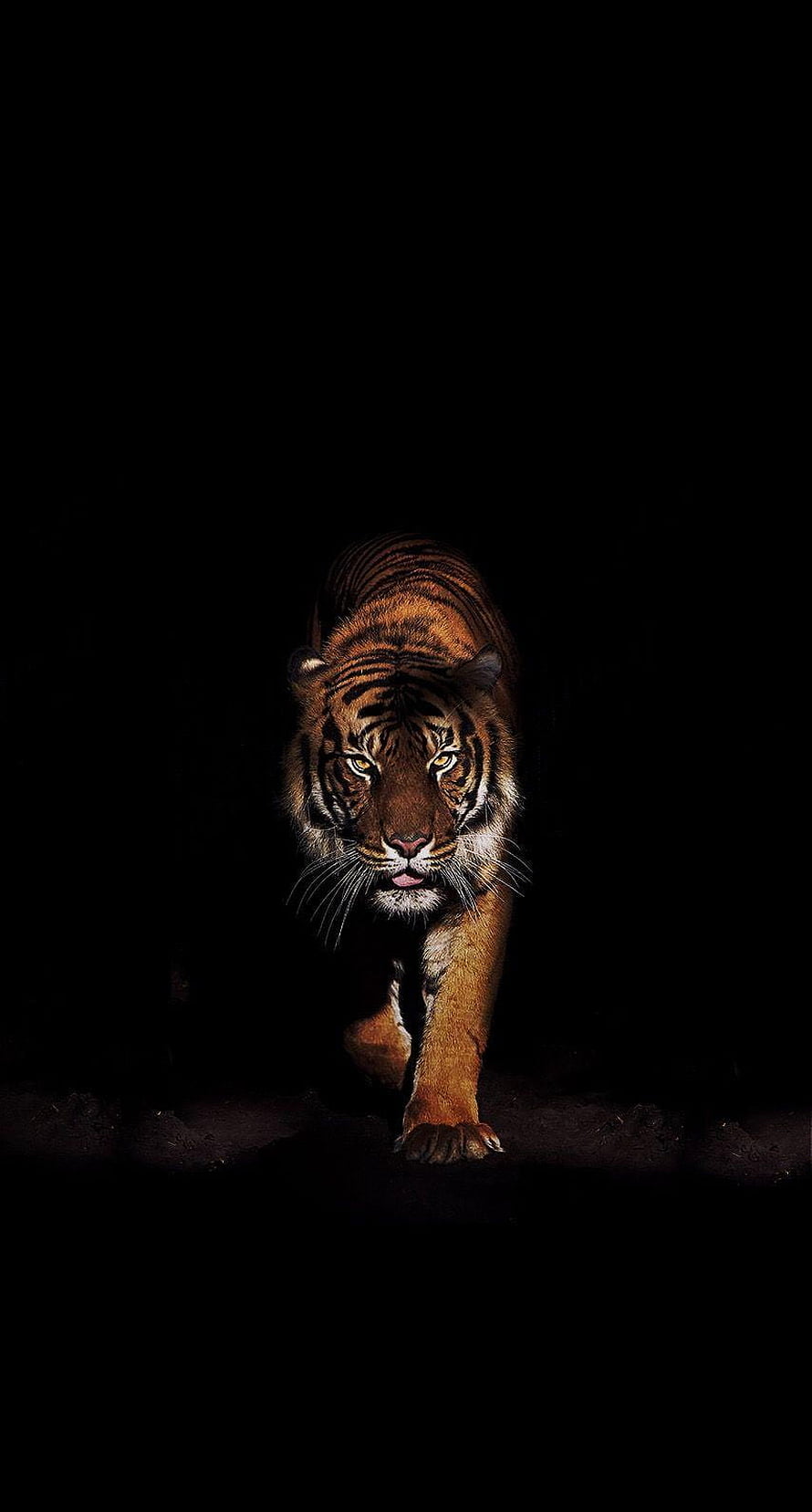Majestic Tiger Walking Forward in Dark Spotlight HD phone wallpaper