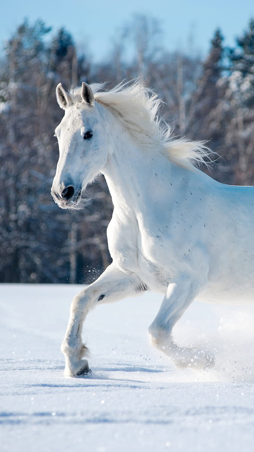 Majestic White Horse Galloping Through Snowy Winter Landscape HD phone wallpaper