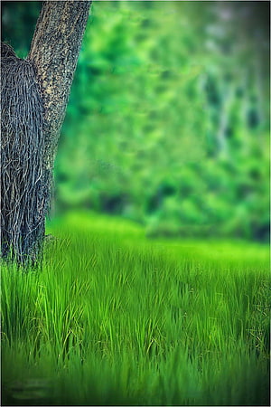 Serene Green Grass Field With Tree Trunk And Blurred Forest Background HD phone wallpaper