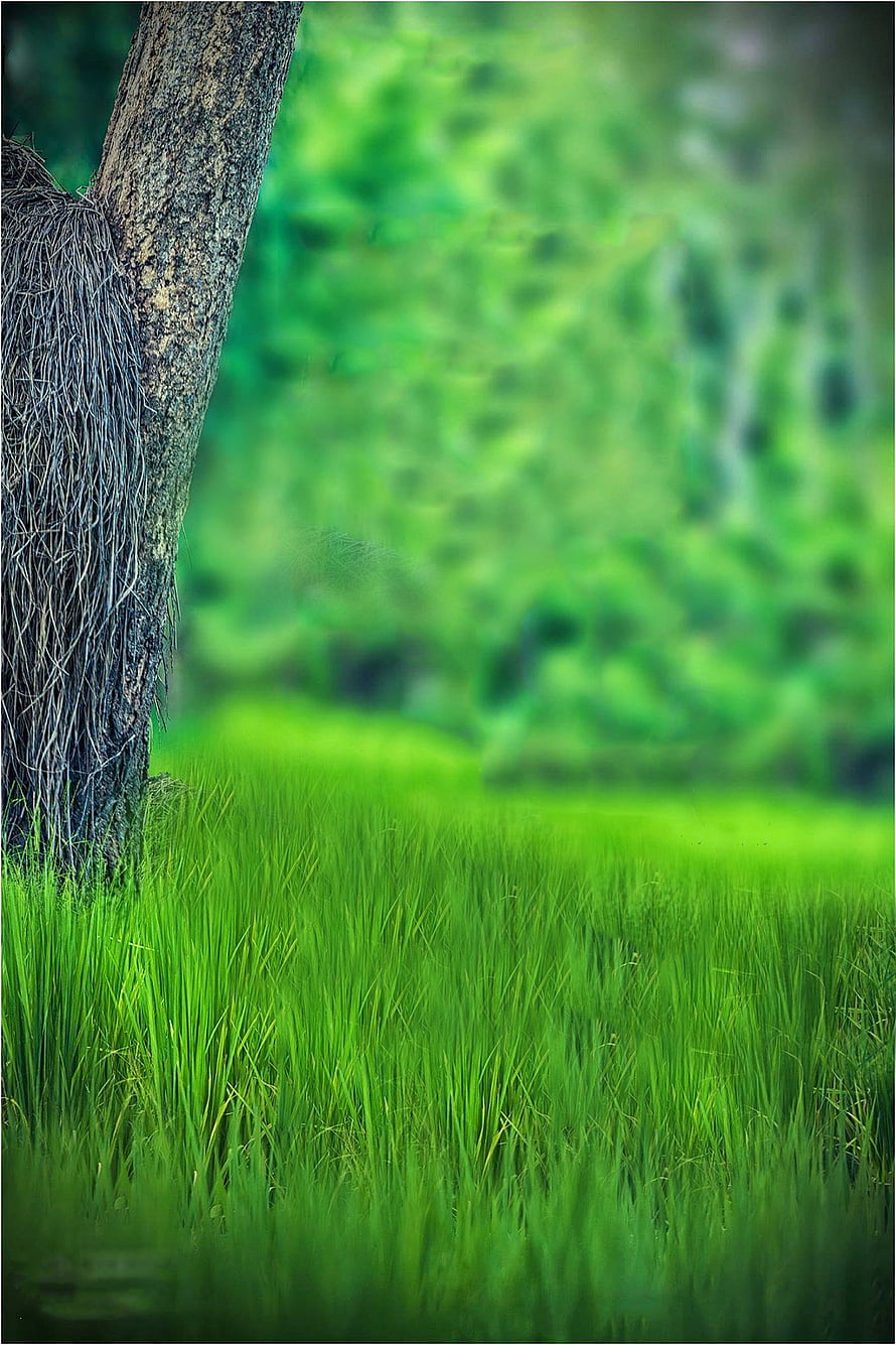 Serene Green Grass Field With Tree Trunk And Blurred Forest Background HD phone wallpaper